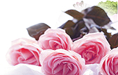 Perfume Oils & Fragrances in India.